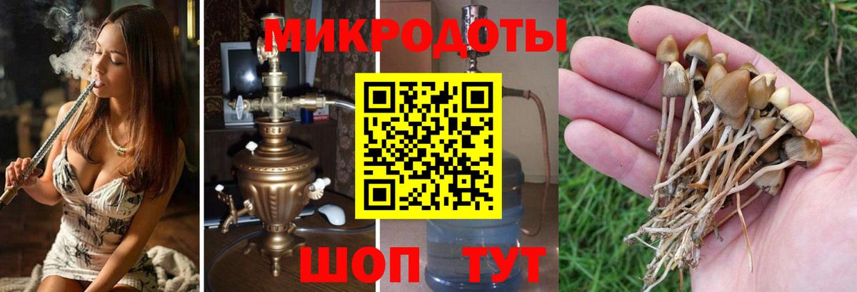 Псилоцибиновые грибы Psilocybine cubensis Грозный